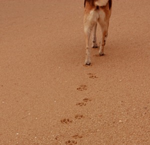 Dog stepping forward through the sand by sziliotti on Flickr